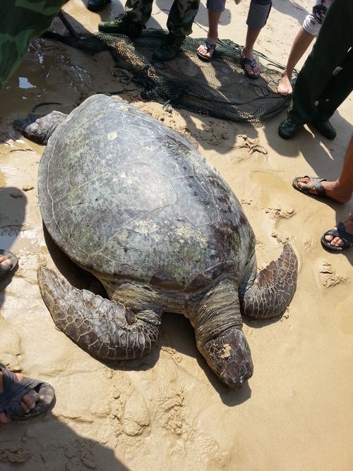 世界上体型最大的海龟是什么龟？