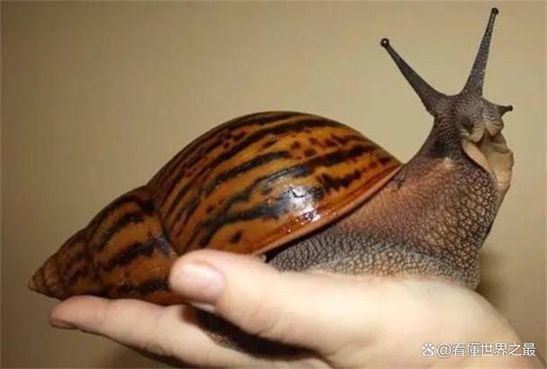 世界上最大的蜗牛是什么?