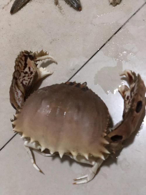 刚死的螃蟹可以吃吗