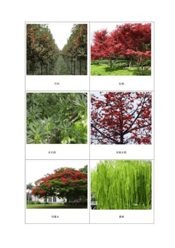 各种树的图片和名字