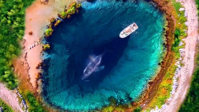 地球之眼真的有鲸鱼吗?