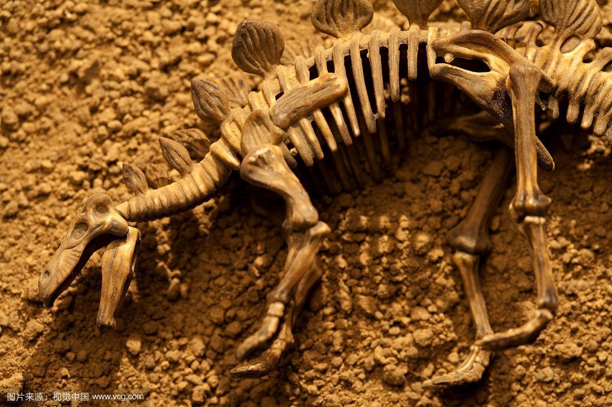 恐龙骨骼化石是怎样形成的？