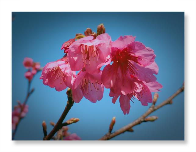 日本的国花是什么