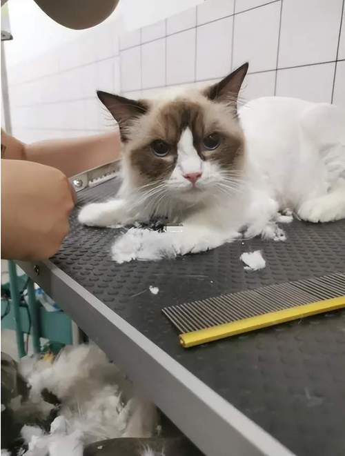 母猫咪发情为什么剃毛