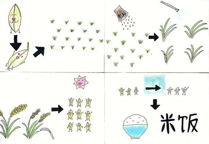水稻生长过程动画