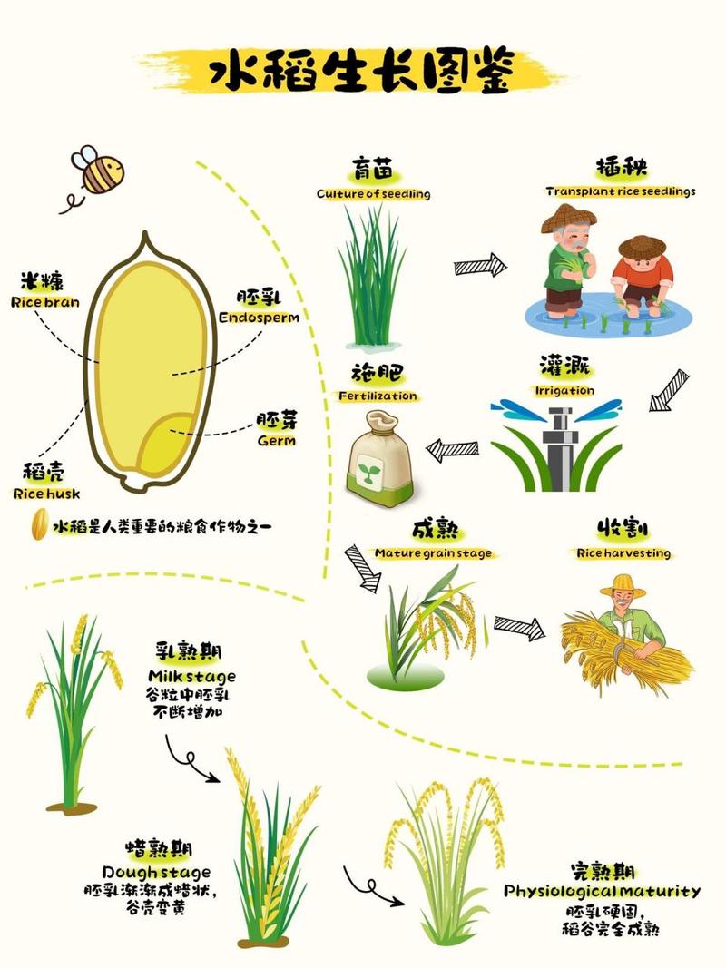 水稻生长过程图解儿童
