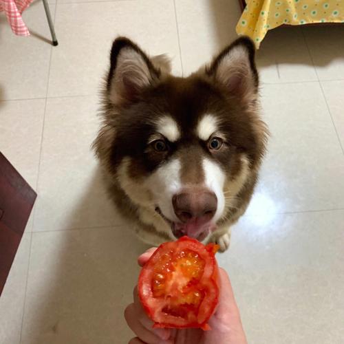 狗可以吃小番茄吗