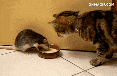 猫为什么要吃老鼠的原因