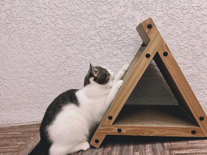 猫为什么要抓猫抓板