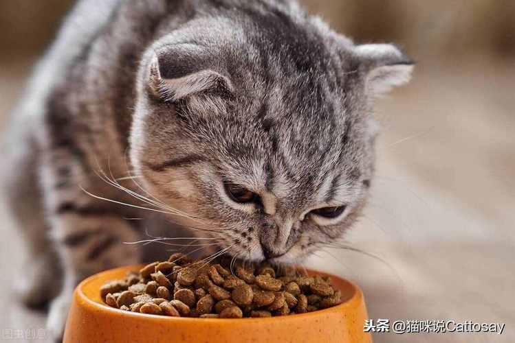猫咪喜欢吃什么