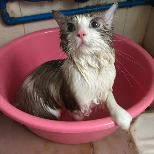 猫多大可以洗澡多久洗一次