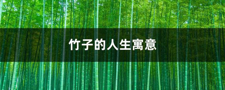 竹子寓意代表什么? 