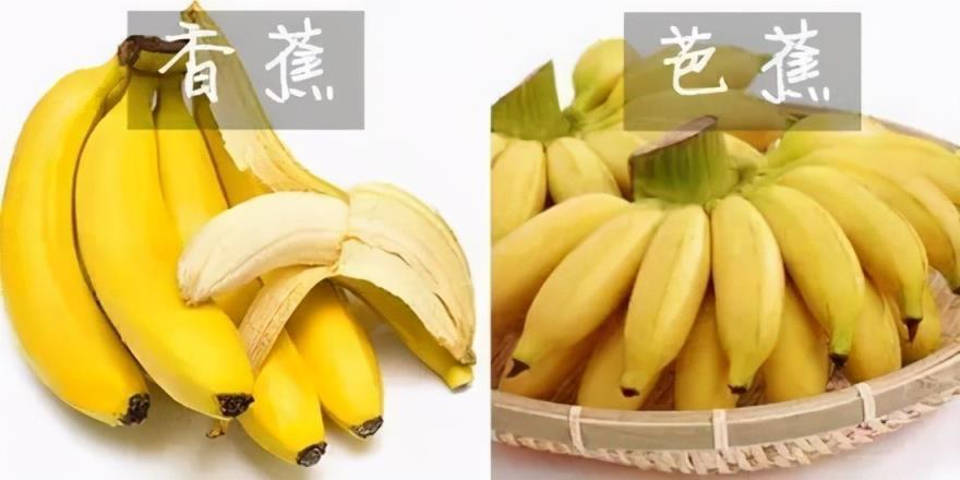 芭蕉和香蕉的区别图片