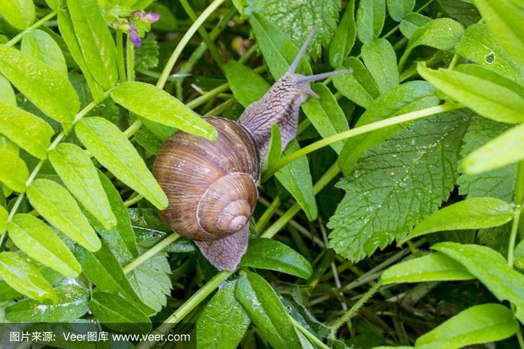 蜗牛吃草吗