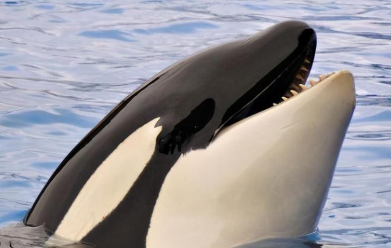 鲸鱼是哺乳动物吗怎么喝奶
