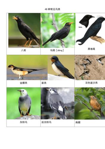 鸟类有哪些名字
